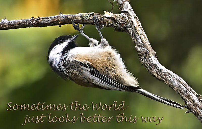 World Looks Better by Pat Stone